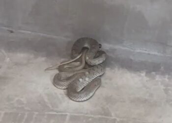 Θεσσαλονίκη: Φίδι βρέθηκε σε… κουρείο (Video)