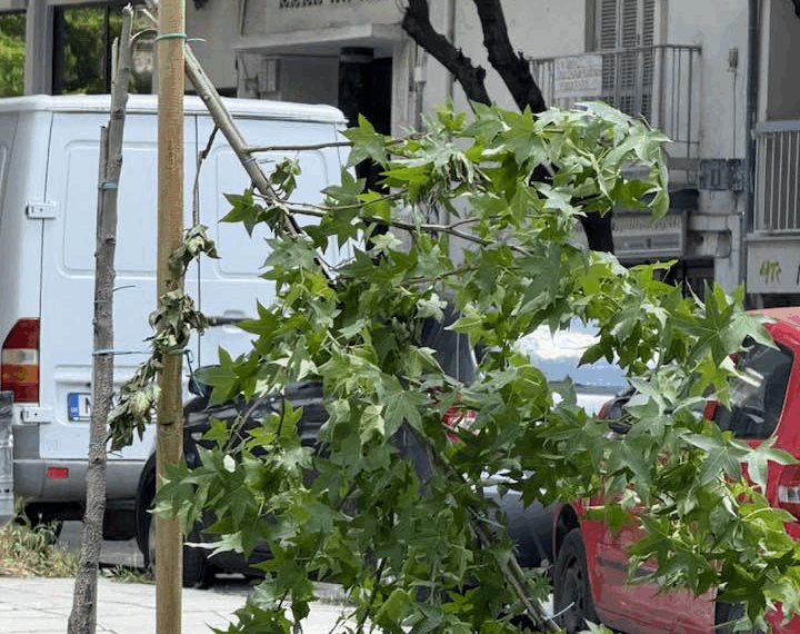 Θεσσαλονίκη: Ασυνείδητος κατέστρεψε δέντρο που φύτεψε ο Δήμος (ΦΩΤΟ)