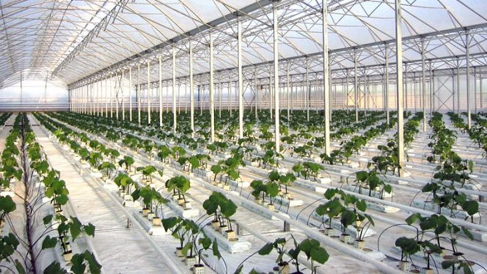 Αυλαία για το πρόγραμμα των σύγχρονων θερμοκήπιων – Πότε ανοίγει η πλατφόρμα