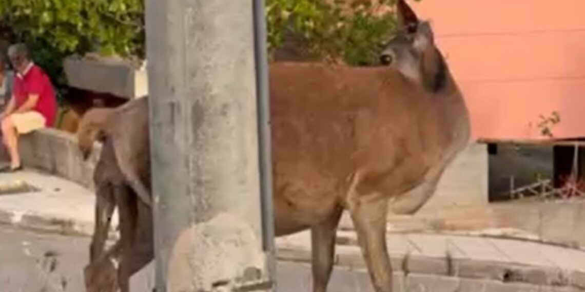 Εξαντλημένη ελαφίνα περιπλανιόταν στη Φυλή προσπαθώντας να γεννήσει