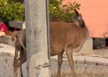 Εξαντλημένη ελαφίνα περιπλανιόταν στη Φυλή προσπαθώντας να γεννήσει