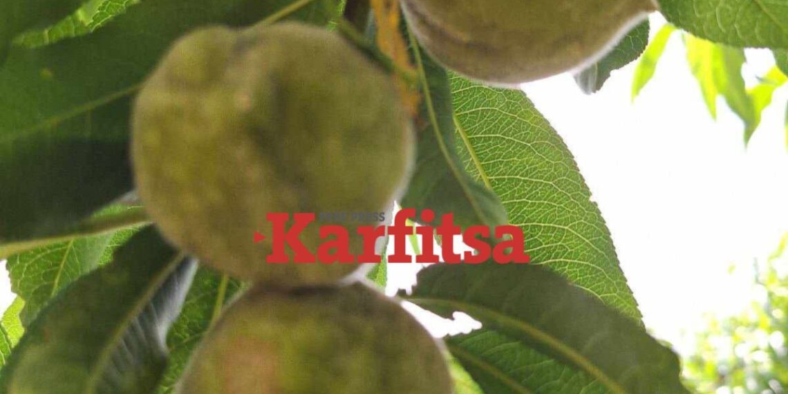 Καταστροφές στις καλλιέργειες στην Ημαθία (Video)