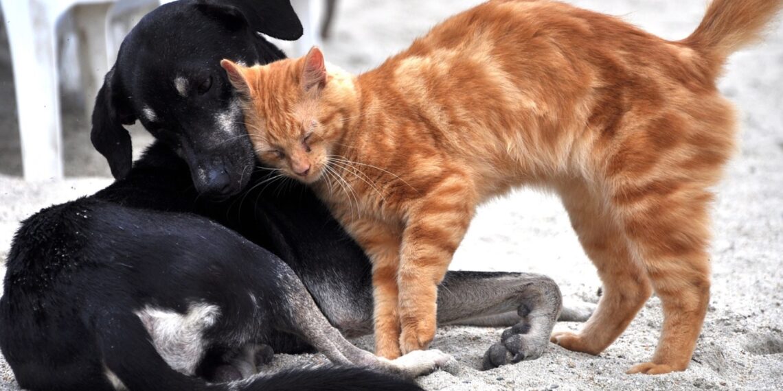 Θεσσαλονίκη: Γυναίκα είχε στη μονοκατοικία της πάνω από 150 γάτες και σκύλους