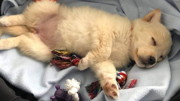 Δ. Θεσσαλονίκης: Ημέρα υιοθεσίας και φιλοξενίας αδέσποτων ζώων στη Νέα Παραλία