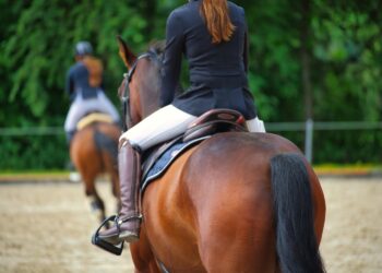 Θεσσαλονίκη: Στη φυλακή εκπαιδευτής ιππασίας