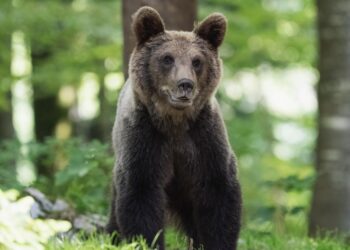 Αρκούδα επιτέθηκε σε δύο ορειβάτες στη Δράμα