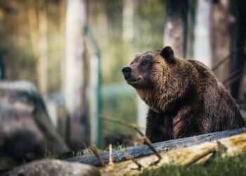 Γιατί καταγράφεται αυξημένη παρουσία αρκούδων κοντά σε σπίτια – Τι πρέπει να κάνουμε