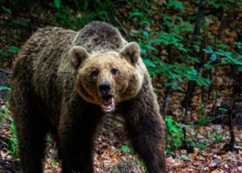 Τι τρόμαξε τελικά την αρκούδα και επιτέθηκε τραυματίζοντας θανάσιμα τον ορειβάτη;