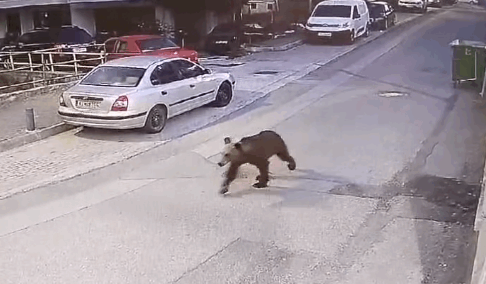 Αρκούδα έκοβε βόλτες σε κεντρικό δρόμο των Γρεβενών (video)