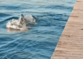 Ένα κοπάδι δελφίνια κυνηγούσε κεφαλόπουλα στην Νέα Παραλία (video)