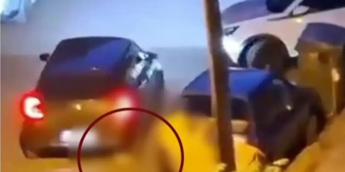 Ελεύθερος με περιοριστικούς όρους ο 34χρονος που κλώτσησε και πάτησε γατάκι με το αυτοκίνητό του