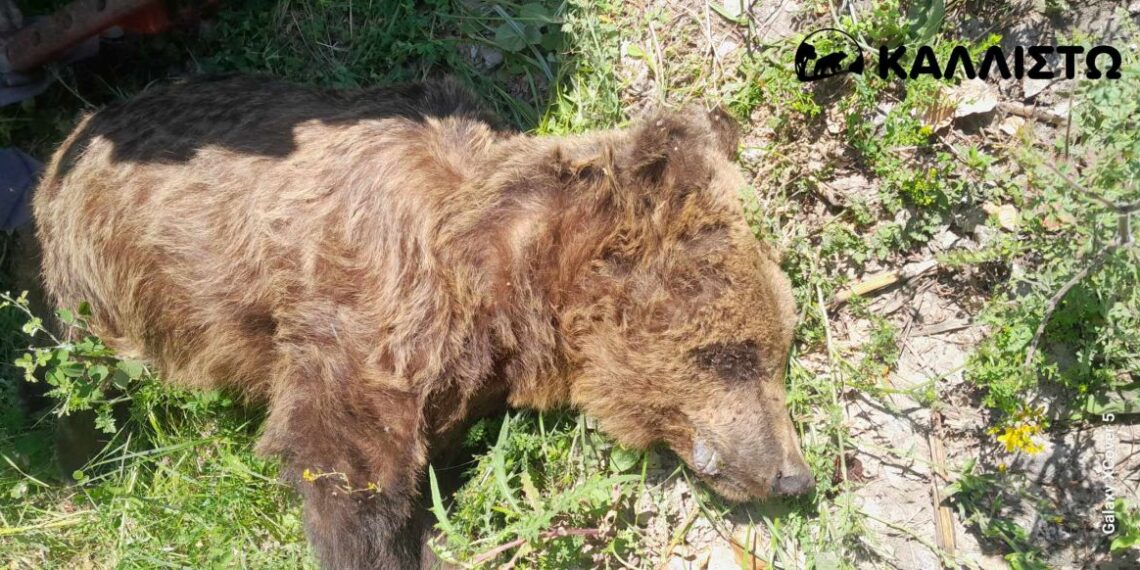 Η Περιβαλλοντική Οργάνωση «Καλλιστώ», για την νεκρή αρκούδα στην Καστοριά