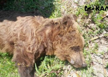 Η Περιβαλλοντική Οργάνωση «Καλλιστώ», για την νεκρή αρκούδα στην Καστοριά