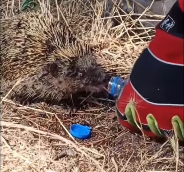Πυροσβέστης σώζει διψασμένο σκαντζόχοιρο στο Κιλκίς (video)