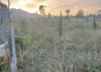 Καθαρισμός οικοπέδων: Τι πρέπει να γνωρίζετε;