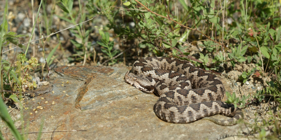 Στη ΜΕΘ του Νοσοκομείου Λαμίας 16χρονος μετά από δάγκωμα οχιάς