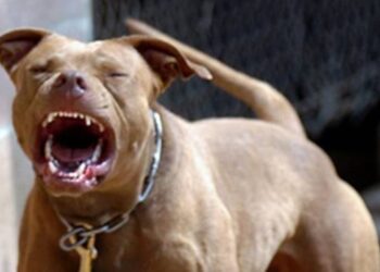 Σκύλος τραυμάτισε ανήλικο στην κοιλιά