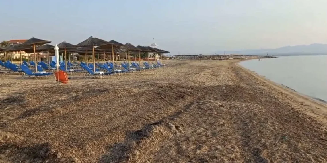 Καταγγελία! Καθαρίζουν τα beach bar αλλά οι παραλίες είναι γεμάτες φύκια στη Νέα Ποτίδαια!