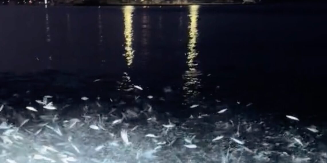 Ψάρια στην ξηρά: Το εντυπωσιακό φυσικό φαινόμενο που συμβαίνει κάθε καλοκαίρι στην Πρέβεζα