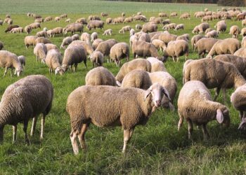 3500 αιγοπρόβατα έχουν θανατωθεί στη Χαλκιδική λόγω ευλογιάς