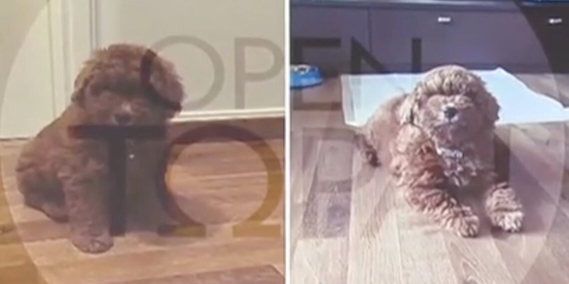 «Άσπρισε ο καφέ σκύλος που μου πούλησαν» – Σοκάρει η καταγγελία θύματος κυκλώματος εμπορίας ζώων