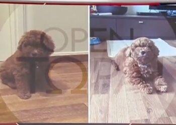 «Άσπρισε ο καφέ σκύλος που μου πούλησαν» – Σοκάρει η καταγγελία θύματος κυκλώματος εμπορίας ζώων