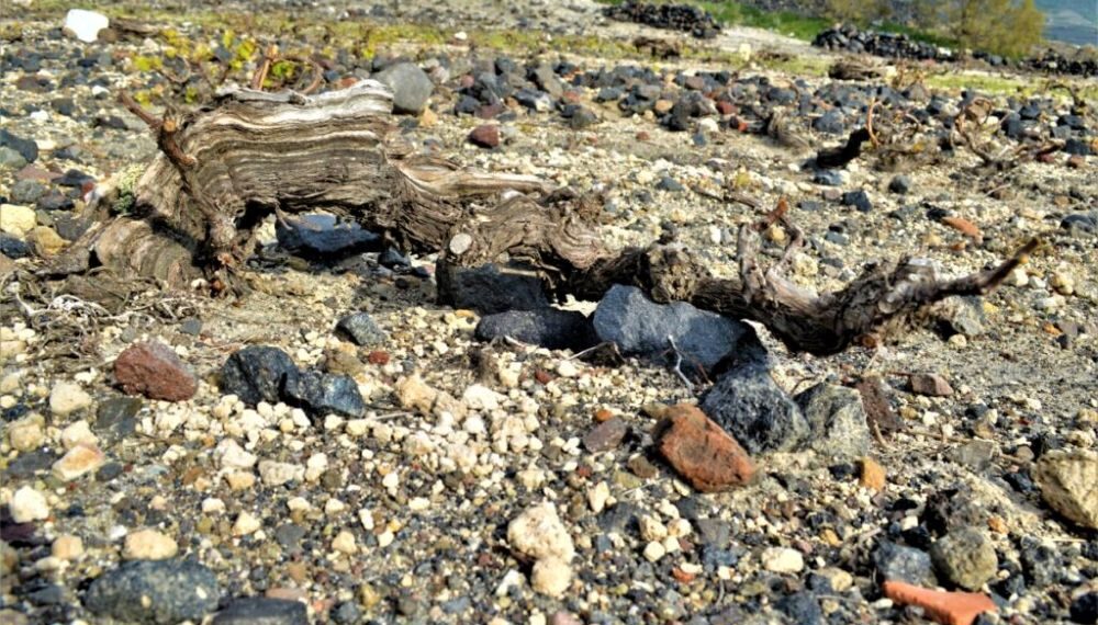 Χάνεται ο Αμπελώνας της Σαντορίνης