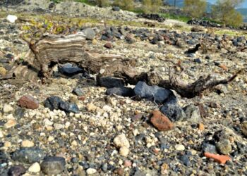 Χάνεται ο Αμπελώνας της Σαντορίνης