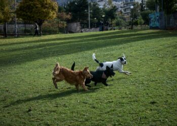 Θεσσαλονίκη: Ανάρπαστα τα ξενοδοχεία ζώων το καλοκαίρι - Στο 100% οι πληρότητες για τον δεκαπενταύγουστο