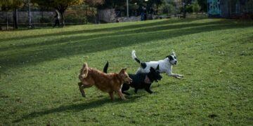 Θεσσαλονίκη: Ανάρπαστα τα ξενοδοχεία ζώων το καλοκαίρι - Στο 100% οι πληρότητες για τον δεκαπενταύγουστο