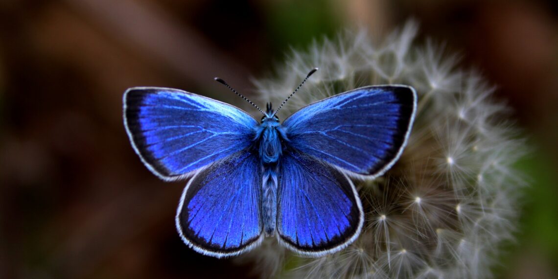 Καστοριά: Ένα βουνό γεμάτο «ψυχές» - Οι πεταλούδες στο Βίτσι εντυπωσιάζουν και προσελκύουν επισκέπτες