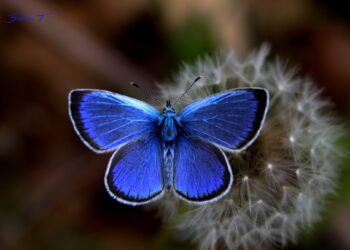 Καστοριά: Ένα βουνό γεμάτο «ψυχές» - Οι πεταλούδες στο Βίτσι εντυπωσιάζουν και προσελκύουν επισκέπτες