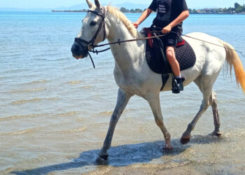 Θάσος: Άλογο τραυμάτισε 5χρονη σε παραλία!