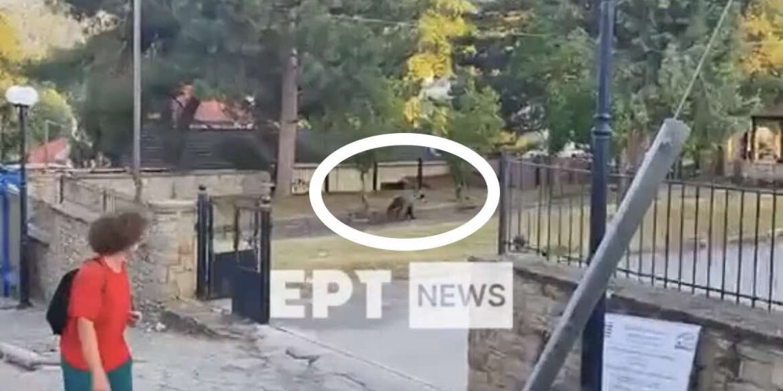 Καστοριά: Αρκούδα εμφανίστηκε σε αυλή σχολείου στο Νεστόριο