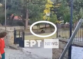 Καστοριά: Αρκούδα εμφανίστηκε σε αυλή σχολείου στο Νεστόριο