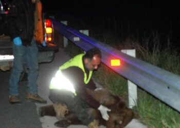 Νεκρή αρκούδα από πυροβόλο όπλο στην Καστοριά