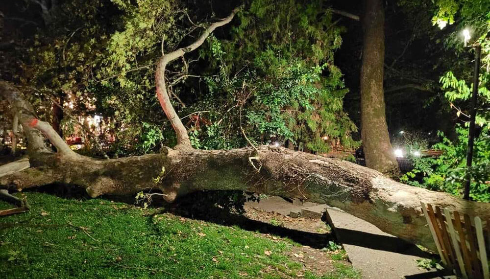 Τραυματίστηκε γυναίκα μετά από πτώση δέντρου στο Κορδελιό