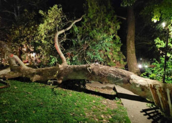 Τραυματίστηκε γυναίκα μετά από πτώση δέντρου στο Κορδελιό