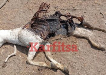 Και νεκρά άλογα μετά από τα ψάρια στο Δέλτα του Έβρου (ΦΩΤΟ)