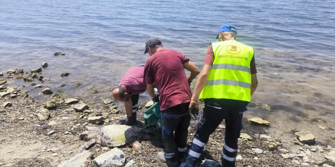Νεκρή θαλάσσια χελώνα στην περιοχή της Χαράς στη Νέα Κρήνη (φωτό)