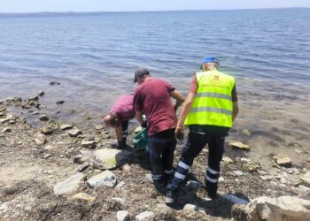 Νεκρή θαλάσσια χελώνα στην περιοχή της Χαράς στη Νέα Κρήνη (φωτό)