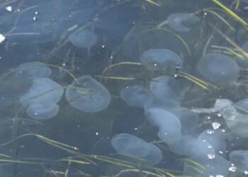 Γέμισε μέδουσες ο Θερμαϊκός