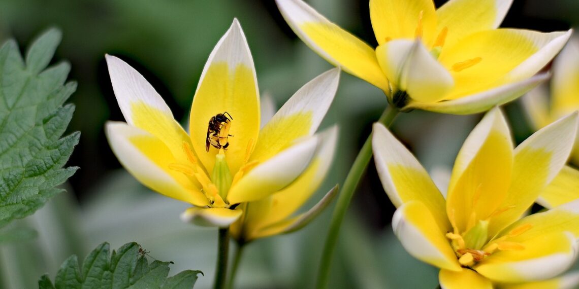 Δ. Νεάπολης Συκεών: Λήγει αύριο η προθεσμία δήλωσης συμμετοχής στον διαγωνισμό «Το Ομορφότερο Πράσινο Μπαλκόνι»
