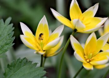 Δ. Νεάπολης Συκεών: Λήγει αύριο η προθεσμία δήλωσης συμμετοχής στον διαγωνισμό «Το Ομορφότερο Πράσινο Μπαλκόνι»