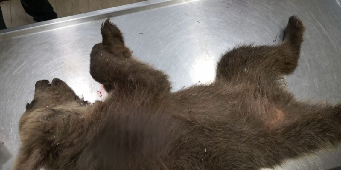 Νεκρό αρκουδάκι από πυροβόλο όπλο στην Καστοριά