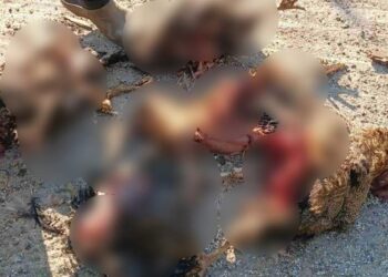 Βρήκαν κατασπαραγμένα τα πουλερικά τους κάτοικοι στην Εορδαία