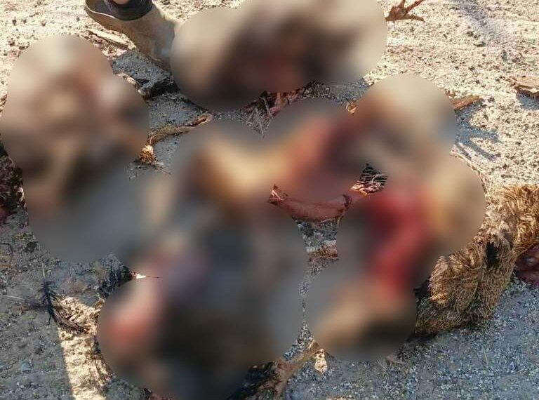 Βρήκαν κατασπαραγμένα τα πουλερικά τους κάτοικοι στην Εορδαία