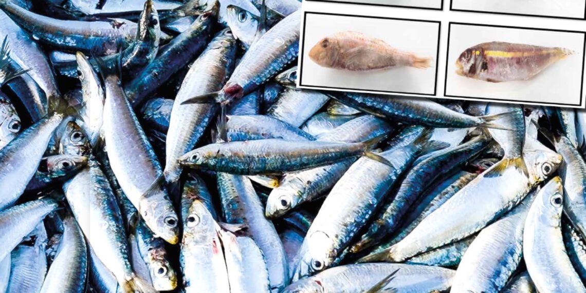 Σαρδέλα, το νέο χρυσάφι του Αιγαίου!