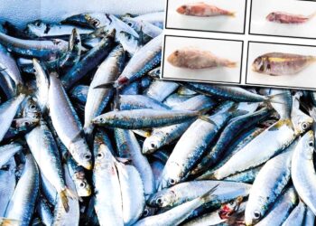 Σαρδέλα, το νέο χρυσάφι του Αιγαίου!