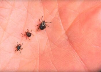 Κεντρική Μακεδονία: Η Διεύθυνση Κτηνιατρικής προτείνει μέτρα για τα τσιμπούρια